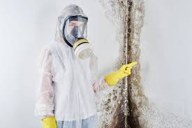 Best Asbestos and Lead Testing During Mold Inspection  in Rock Falls, IL